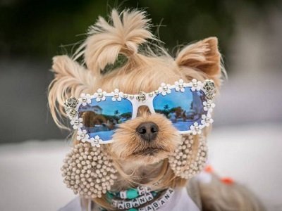 Распродажа одежды для собак в «Зоопассаж»!