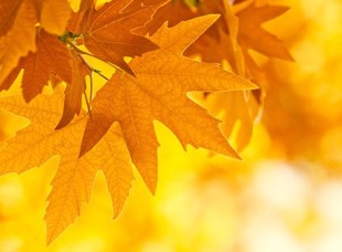 Осенний ценопад на Топ-Шоп